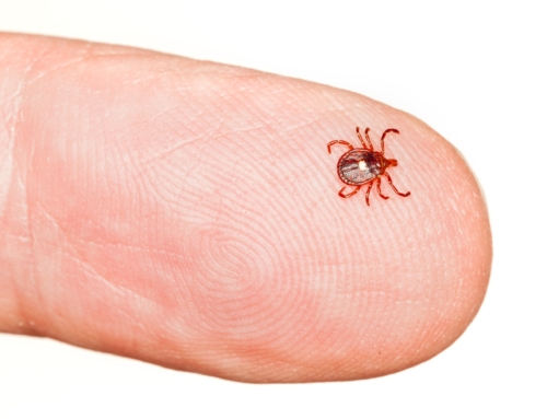 Alpha Gal and the Lone Star Tick