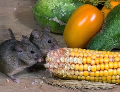 Hantavirus: What You Need to Know